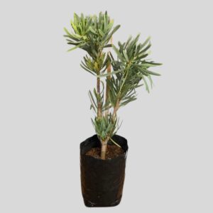 Protea venus 5lt
