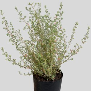Rhagodia Hastata (salt Bush)4lt