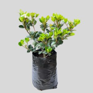 Rhaphiolepis x delacourii KRUSCHENIA (INDIAN HAWTHORN)5lt