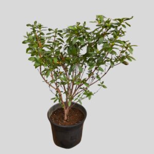 Rhododendron indicum 10lt