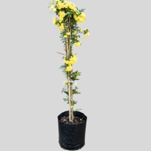 Rosa Banksiae Lutea 4lt