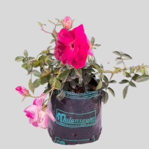 Rosa Burgandy Iceberg 5lt