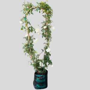 Rosa Iceberg Climber 20lt