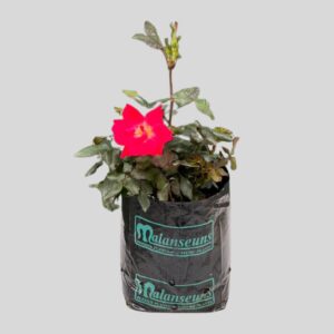 Rosa Knock Out 4lt