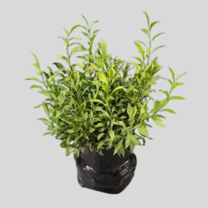Ruscus hypoglossum 20lt