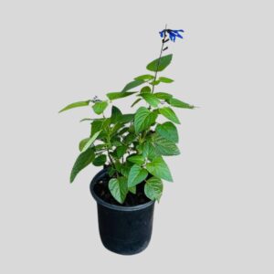 Salvia BLACK & BLOOM 4lt