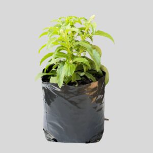 Salvia Farinacea Sally Fun  4lt