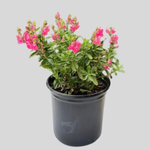 Salvia greggii 17cm