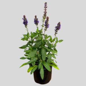 Salvia MARVEL MIXED 15cm