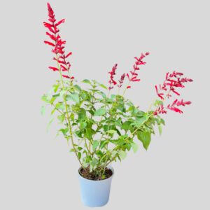 Salvia red ROMAN 17cm