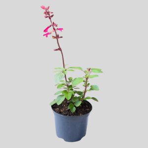 Salvia salmia MIXED 17cm