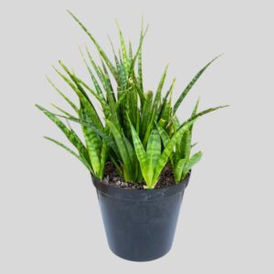 Sansevieria dooneri 20cm