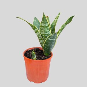 Sansevieria GOLDEN FUTURA 19cm