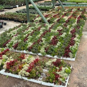 Succulents Mix 24plugs