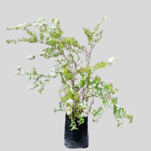 Spirea cantoniensis 10lt