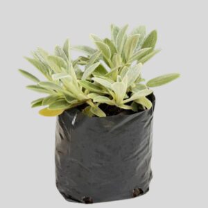 Stachys byzantina 3lt