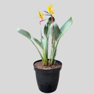 Strelitzia reginae MANDELA GOLD 35cm