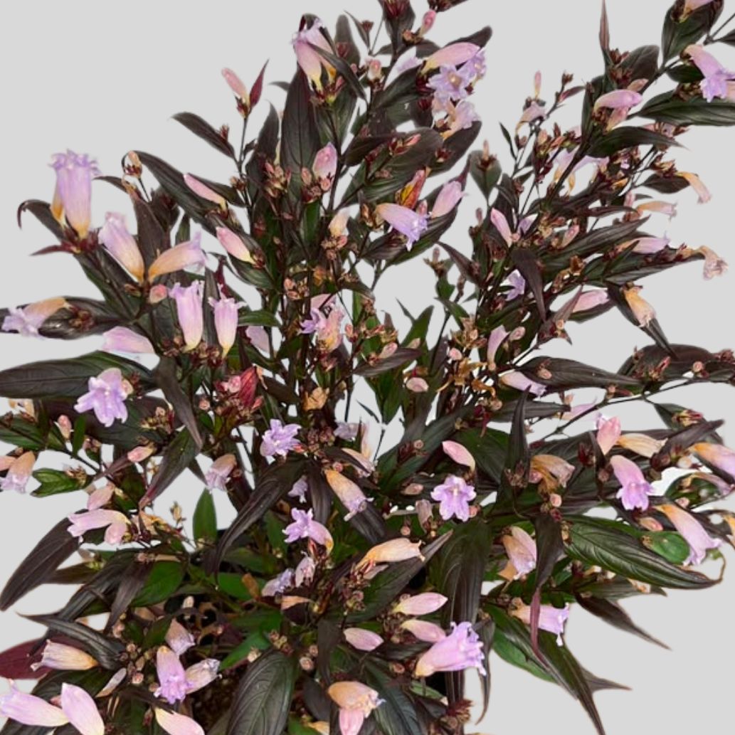 Strobilanthes Anisophyllus 3lt - Image 2