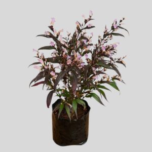 Strobilanthes anisophyllus 4lt