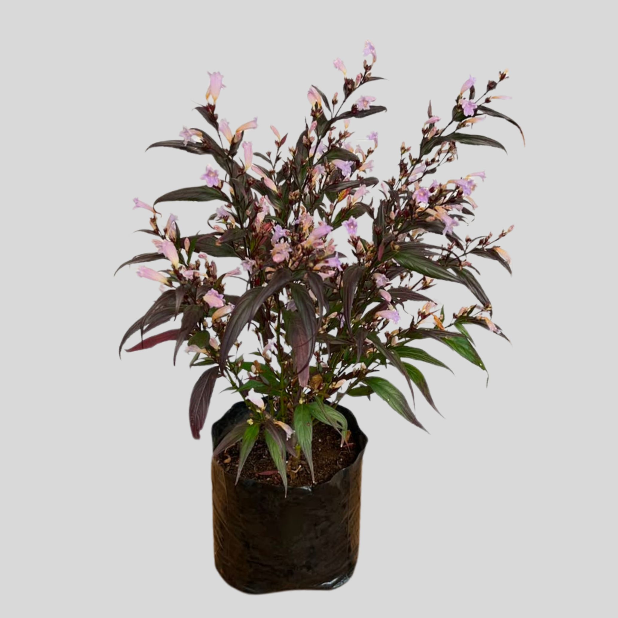 Strobilanthes Anisophyllus 3lt