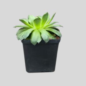 SUCC EXCLUSIVE 7.5cm