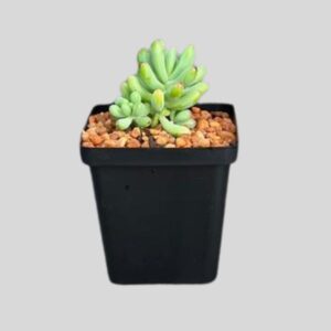 SUCCULENTS MIX 10cm