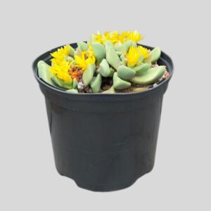 SUCCULENTS MIX 15cm