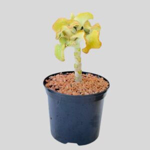 SUCCULENTS MIXED 14cm