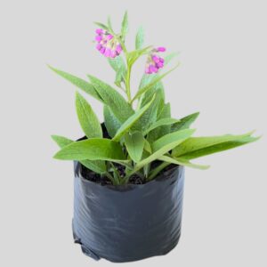 Symphytum officinale COMFREY 3lt