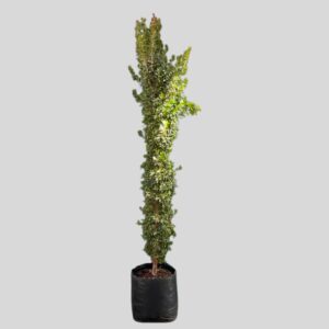 Syzygium paniculatum COLUMN 70lt
