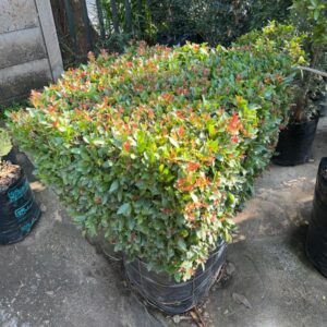 Syzygium paniculatum SQUARE STUMP 60lt