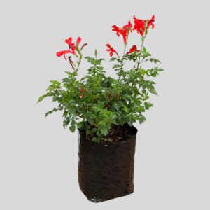 Tecomaria capensis SUNLOVERS 5lt