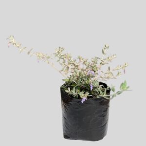 Teucrium fruticans 15cm