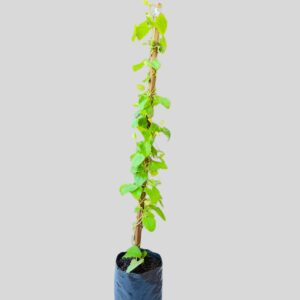 Thunbergia alata ORANGE/YELLOW 4lt