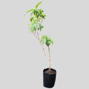 Tibouchina granulosa ROSEA 8lt