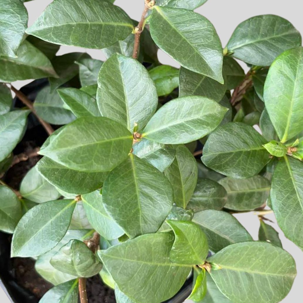 Trachelospermum Jasminoides 5lt - Image 2