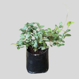 Trachelospermum Jasminoides 5lt