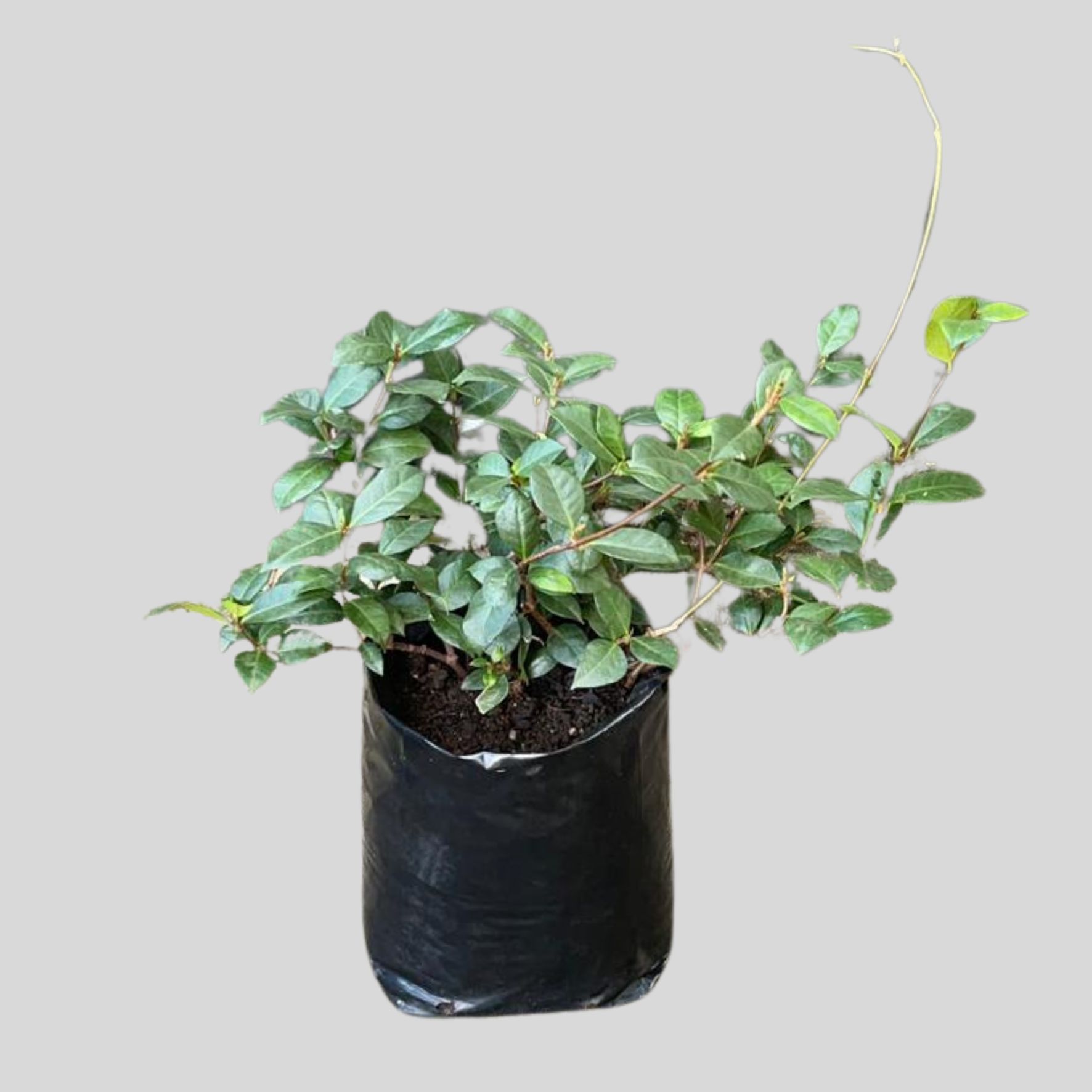 Trachelospermum Jasminoides 5lt