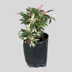 Trachelospermum Jasminoides Chameleon 4lt
