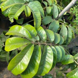 Trichilia emetica (NATAL MAHOGANY ) 100lt