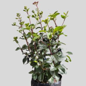 Viburnum tinus LUCIDUM 40lt