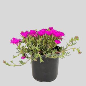 Vygies Mixed 12cm