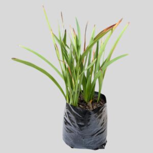 Watsonia angusta 4lt