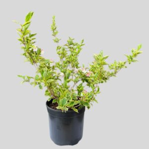 Weigela Florida 23cm