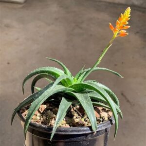 Aloe FIREFLY 12cm