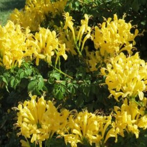 Tecomaria capensis SUNLOVERS YELLOW 15cm