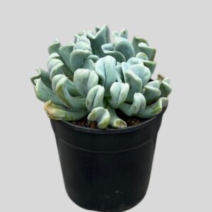 DFECTT02