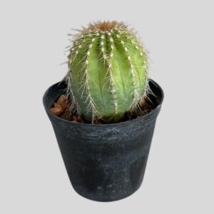 NUCACT75