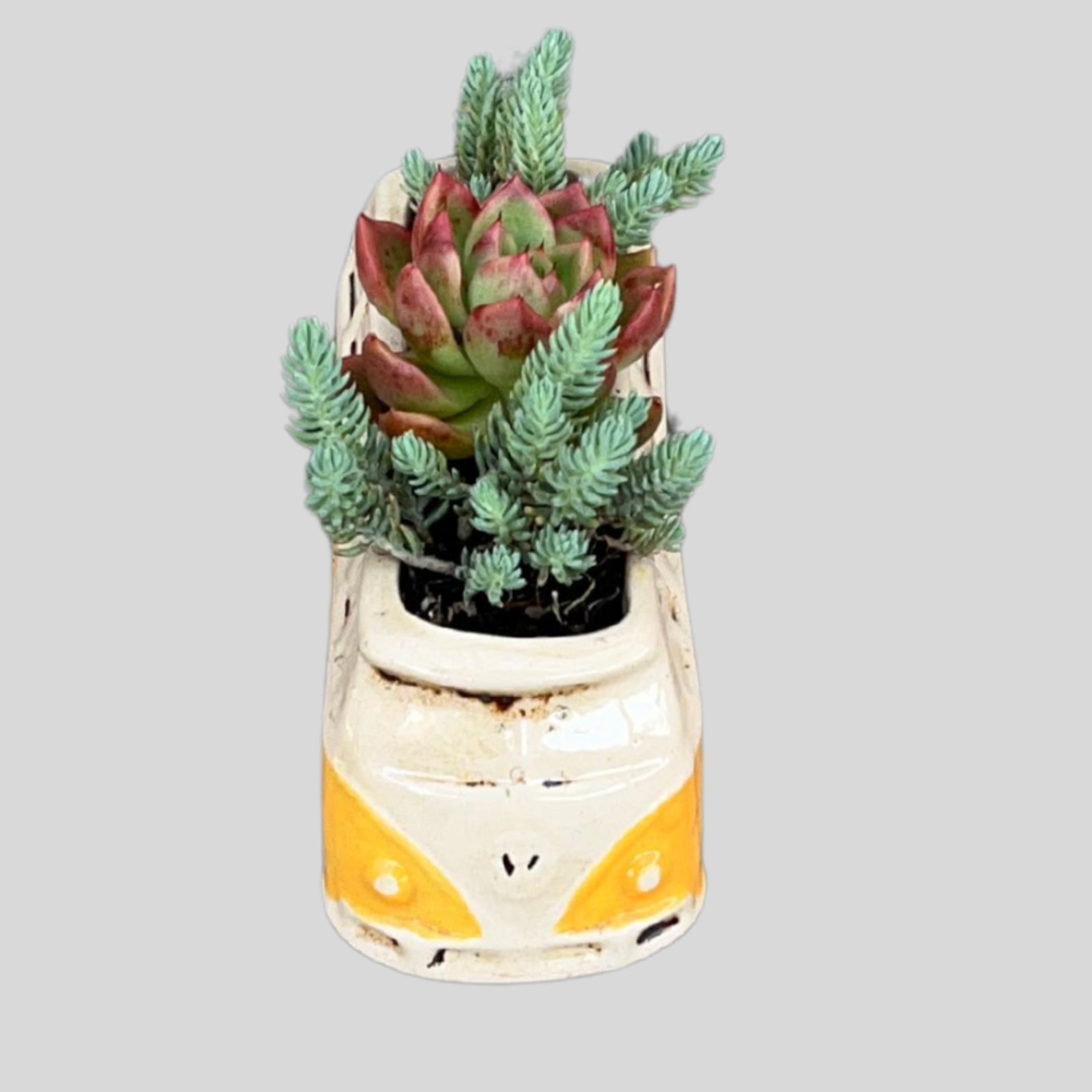 CERAMIC MIX SUCCULENT – The De Wet Nursery Group