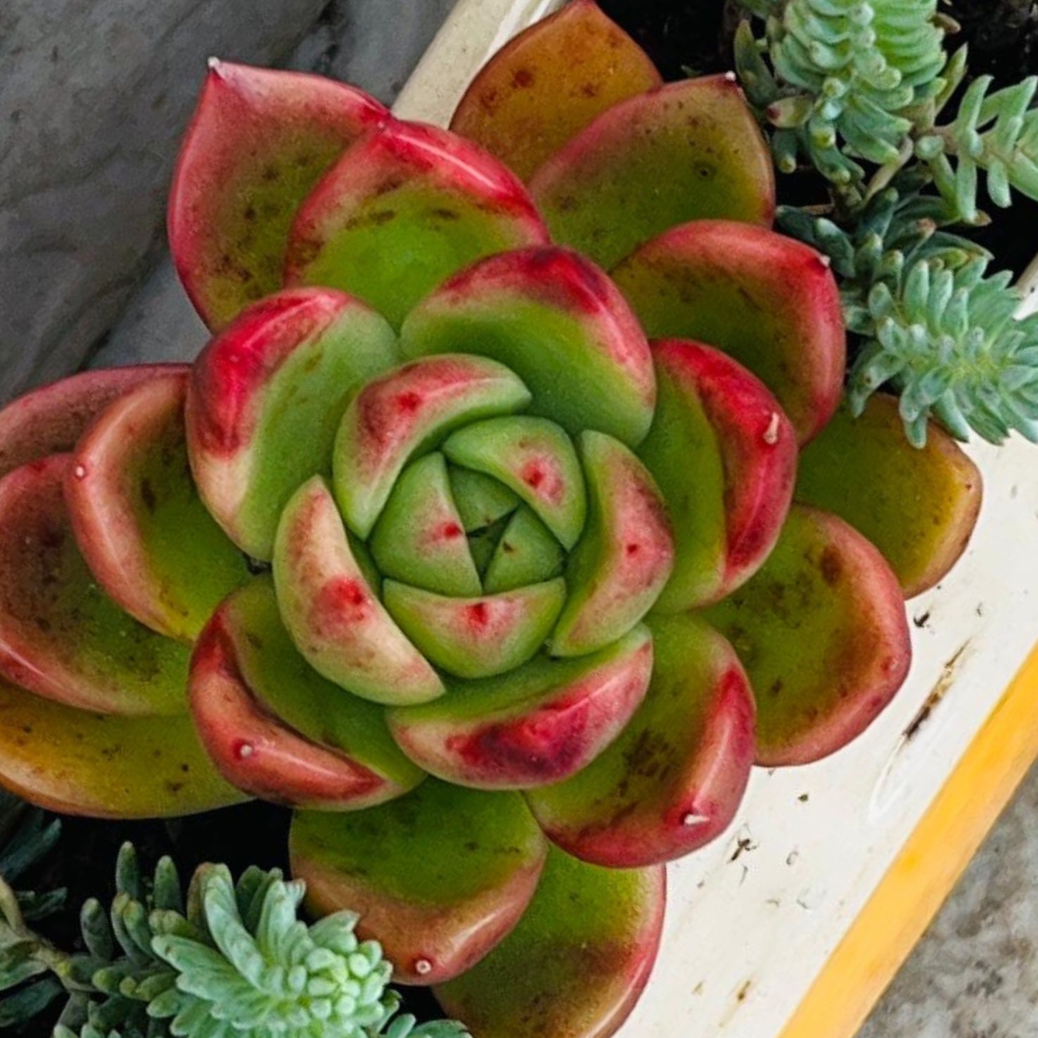 CERAMIC MIX SUCCULENT – The De Wet Nursery Group